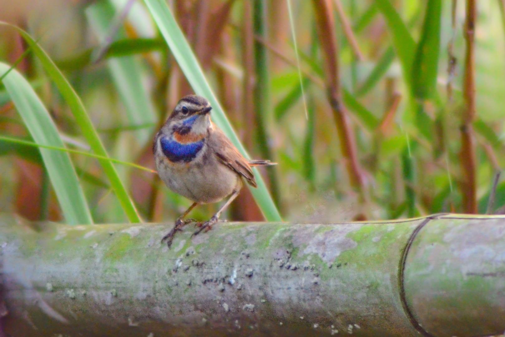 Bluethroat