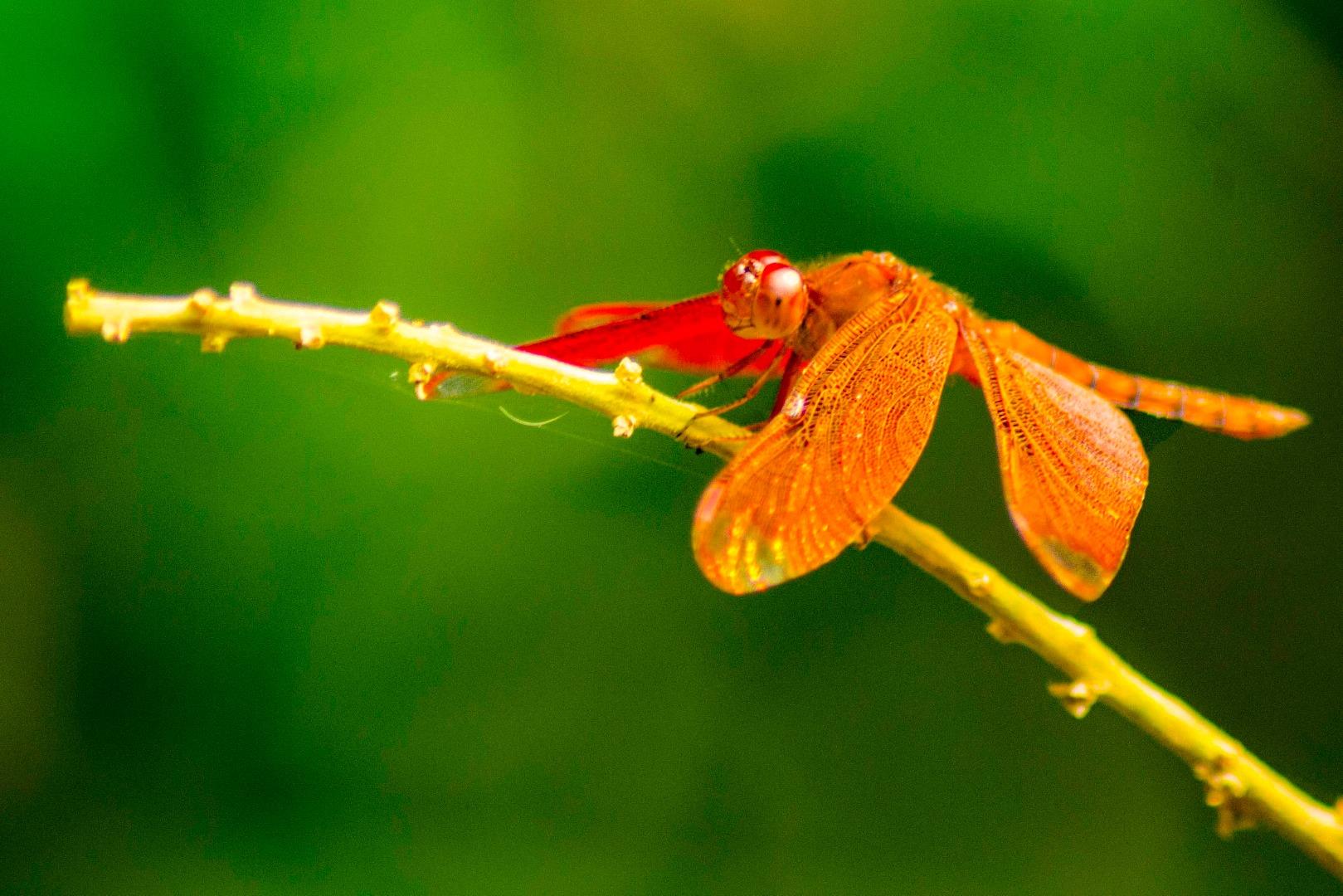 Dragonfly