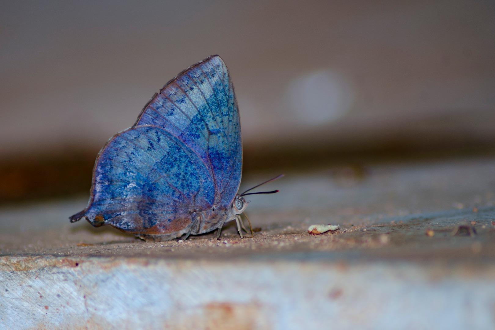 Purple Leaf Blue