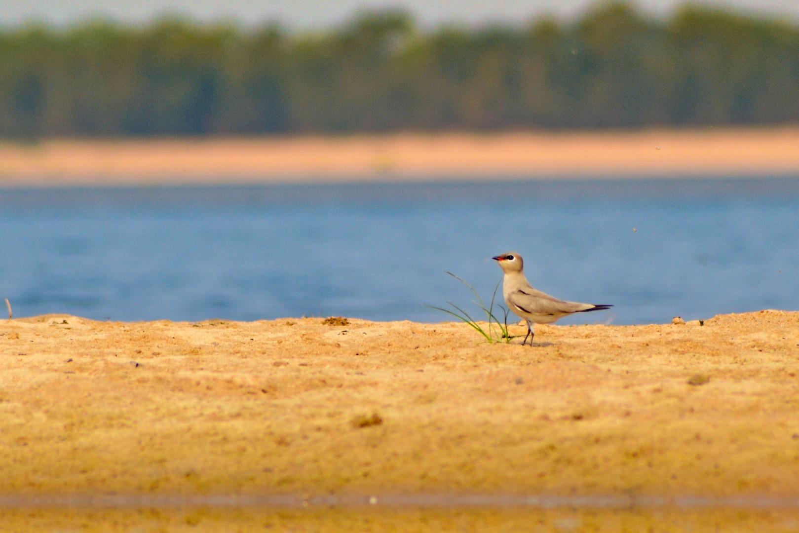 Small Pratincole