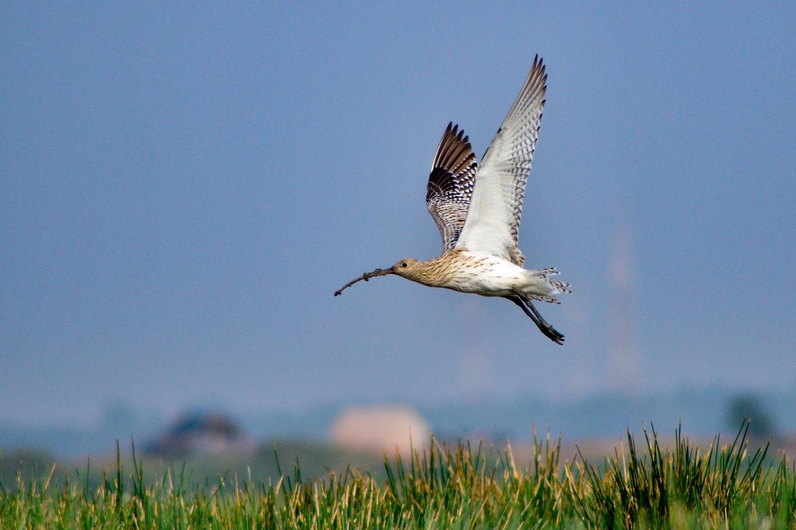 Eurasian curlew