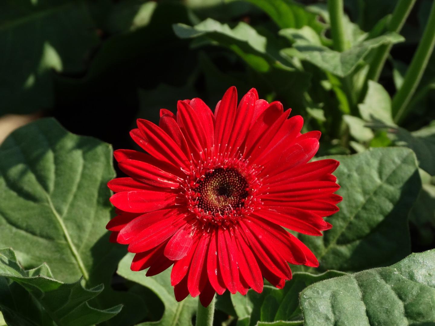 Gerberas