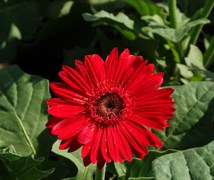 Gerberas