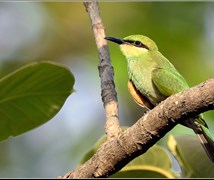 Green Bee Eater