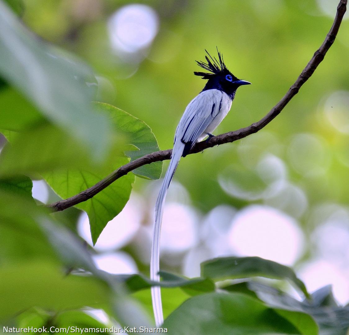 Indian Paradise Flycatcher 