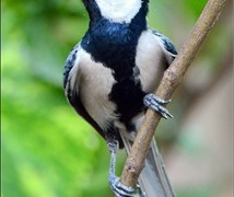 Great Tit