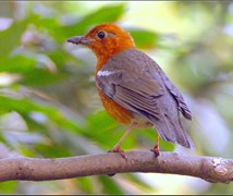 Orange headed thrush 