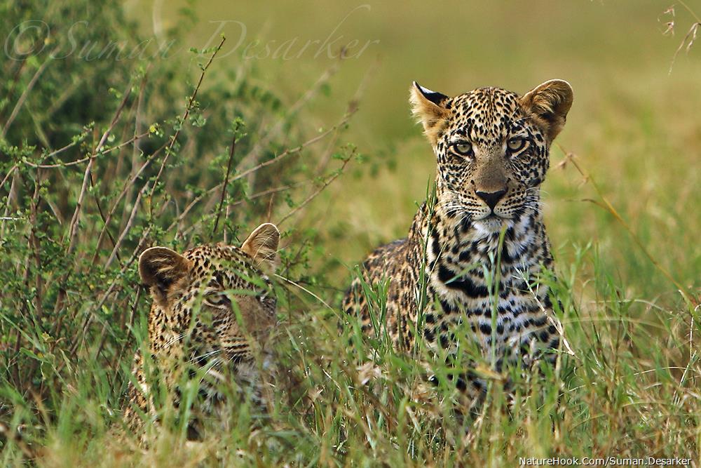 Panthera pardus