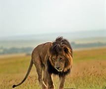 Panthera Leo