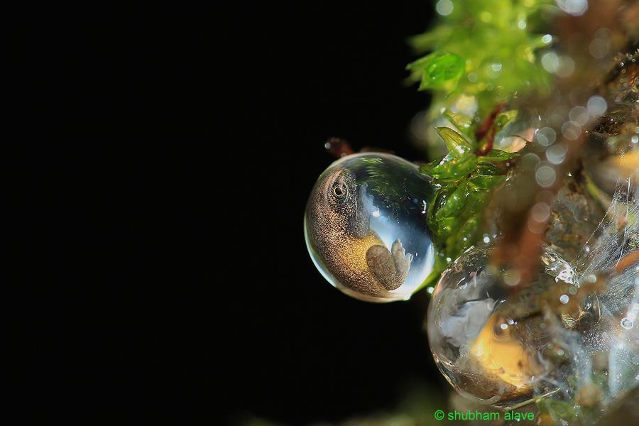 Amboli Bush Frog Egg