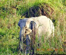 Indian Elephant.