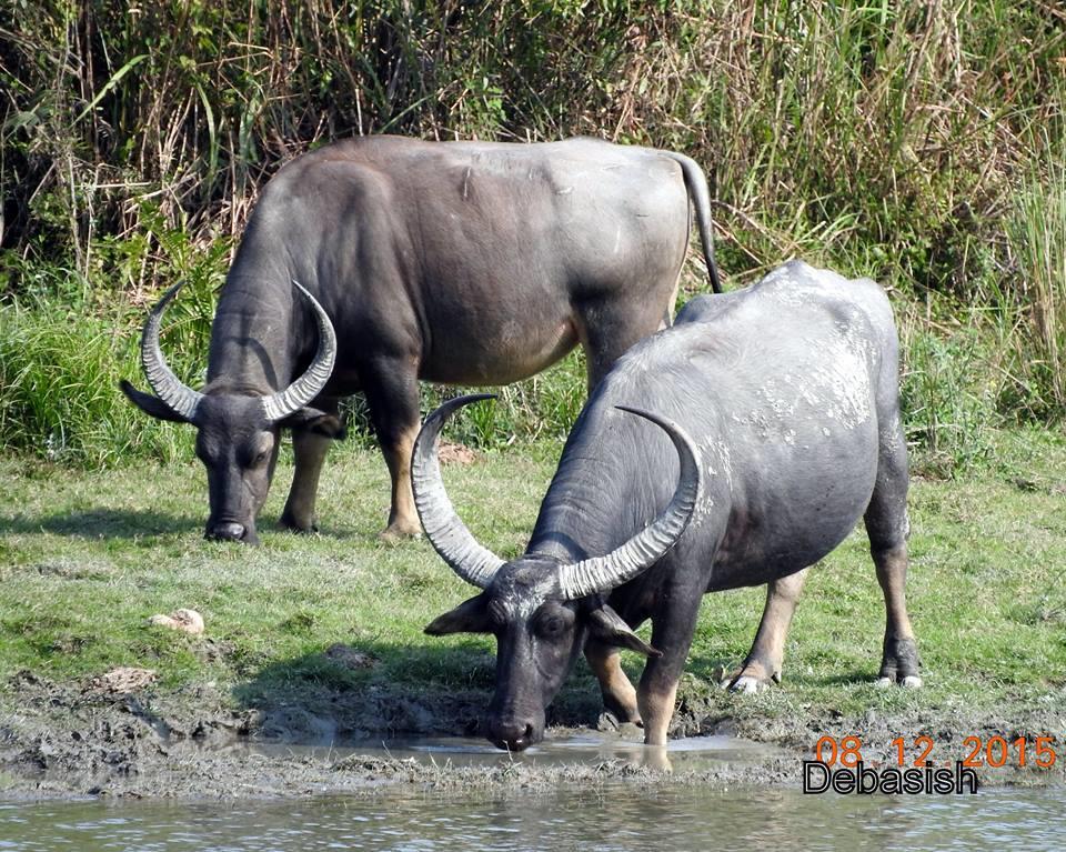 Wild buffalo (Indian)