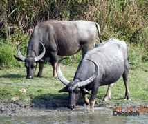 Wild buffalo (Indian)