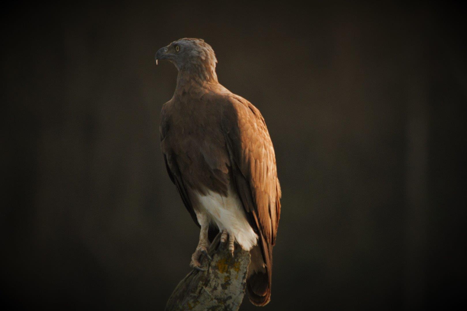 Grey-headed fish eagle (Ichthy