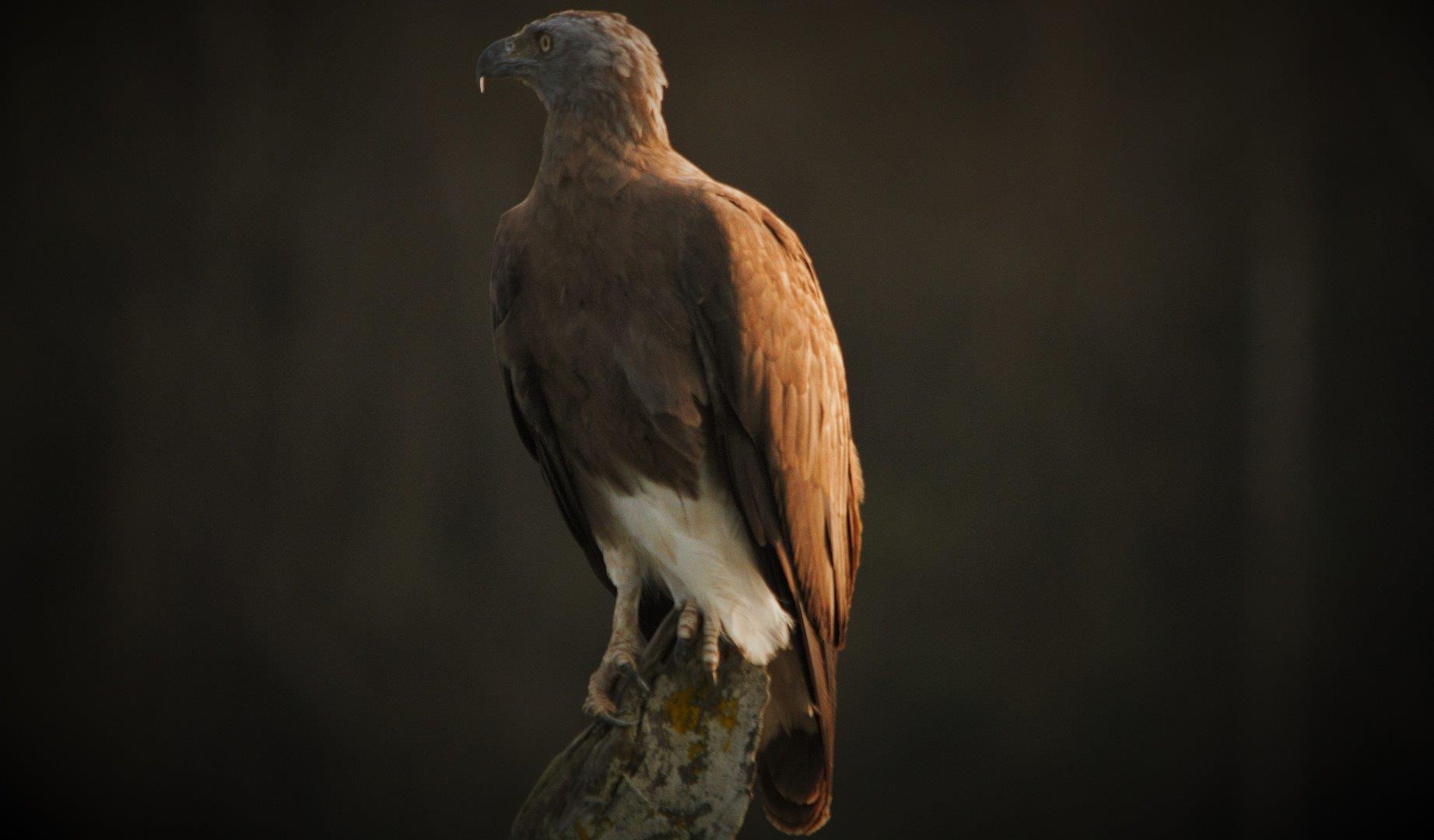 Grey-headed fish eagle (Ichthy