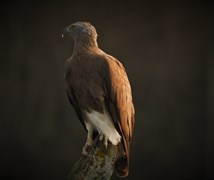 Grey-headed fish eagle (Ichthy