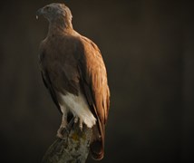 Grey-headed fish eagle (Ichthy