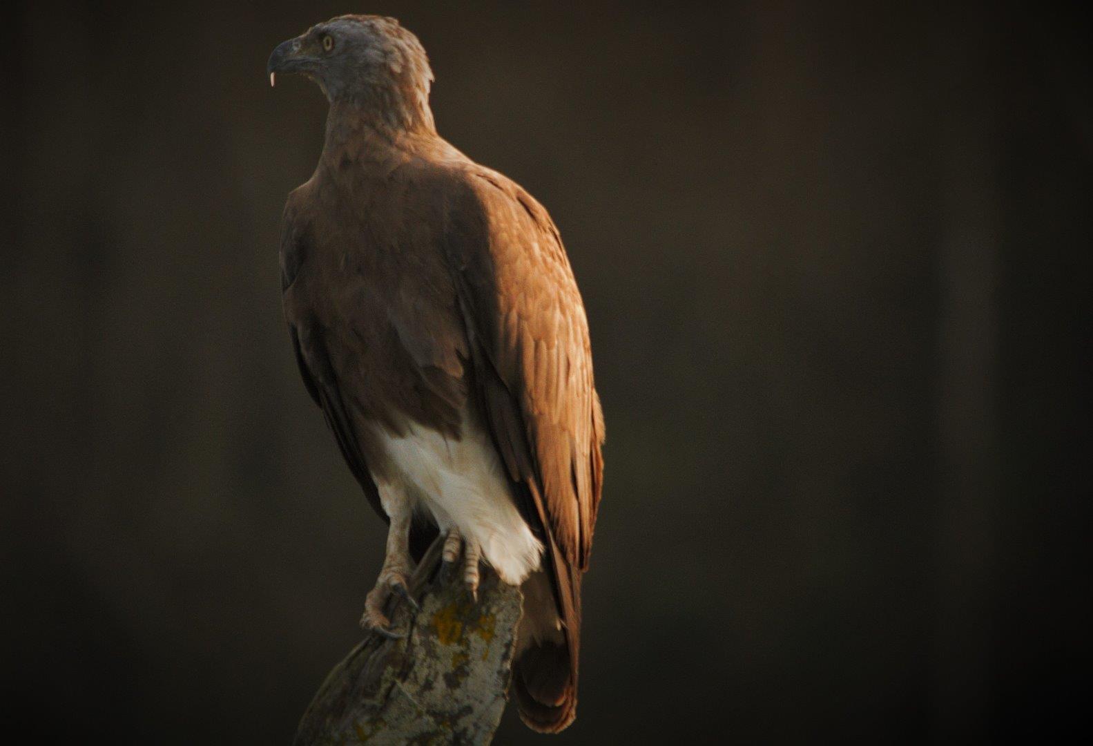 Grey-headed fish eagle (Ichthy