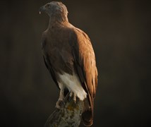 Grey-headed fish eagle (Ichthy