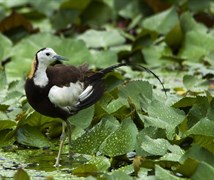 Pheasant Tailed Jacana