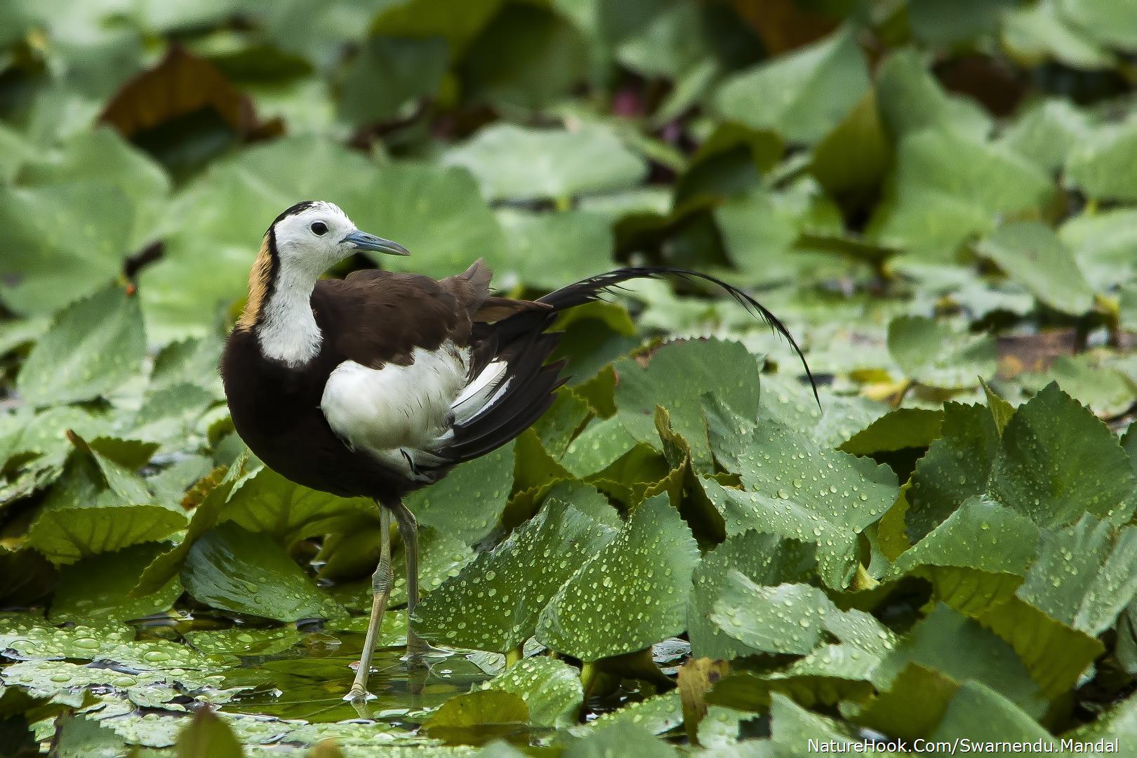 Pheasant Tailed Jacana