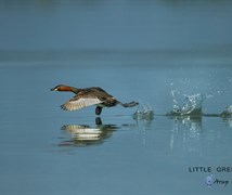 LITTLE GREBE - Tachybaptus ruf