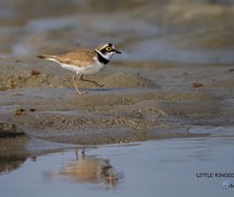 LITTLE RINGED PLOVER