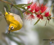 ORIENTAL WHITE EYE