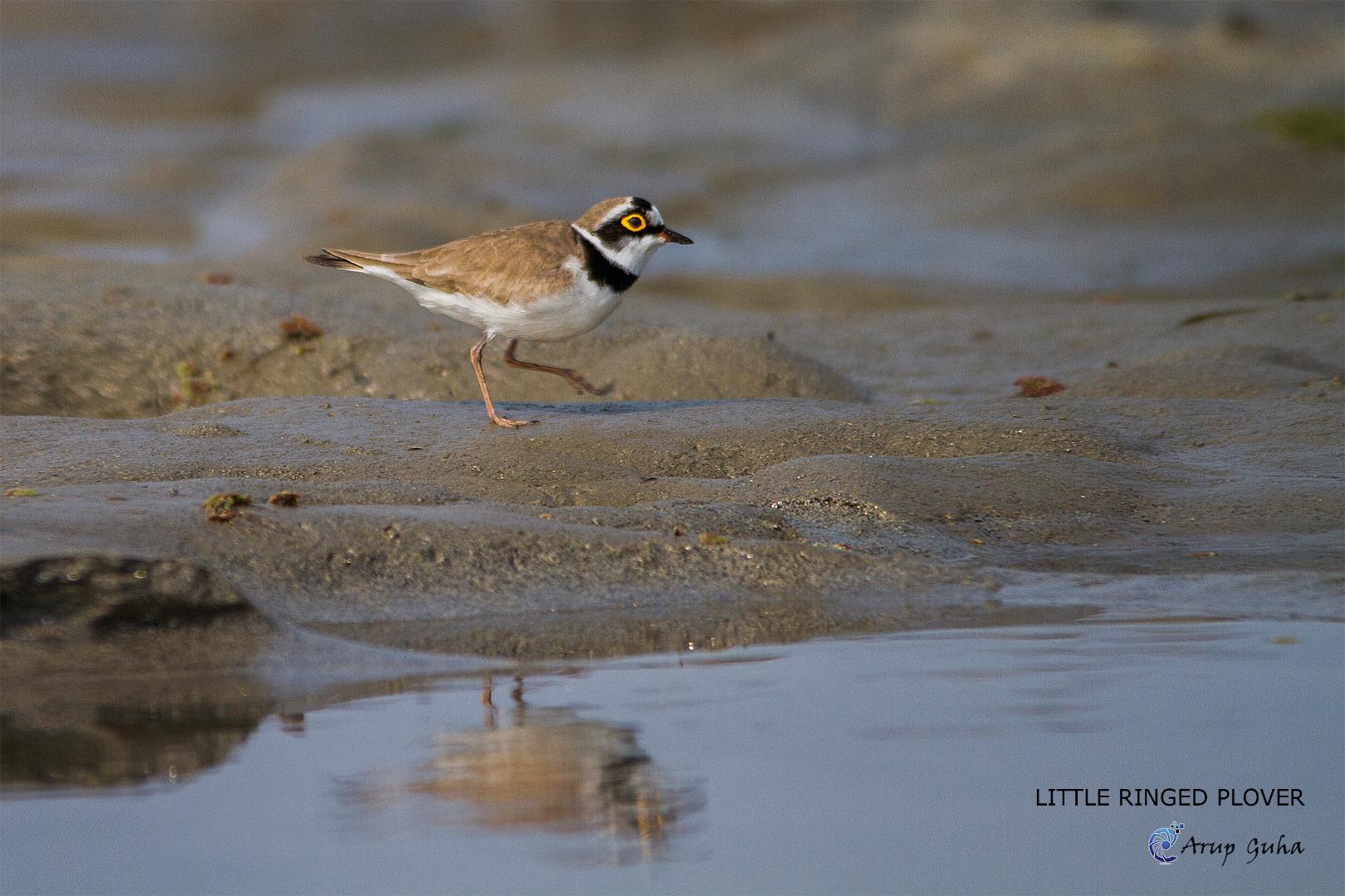 LITTLE RINGED PLOVER