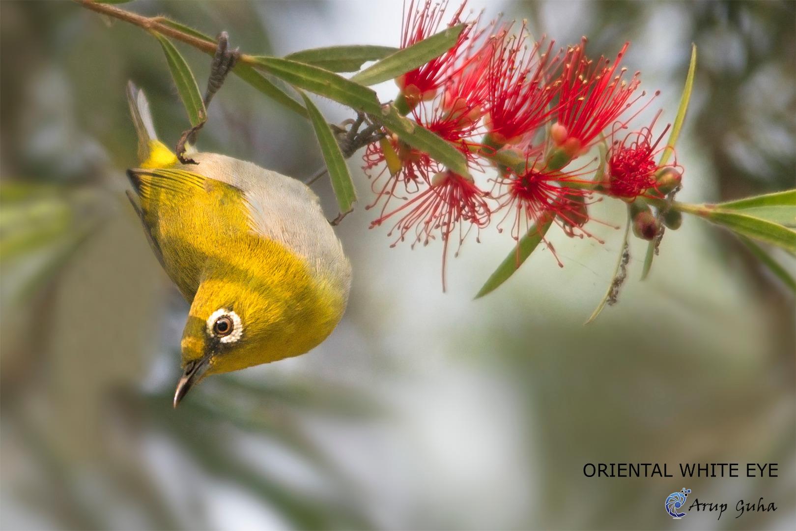 ORIENTAL WHITE EYE