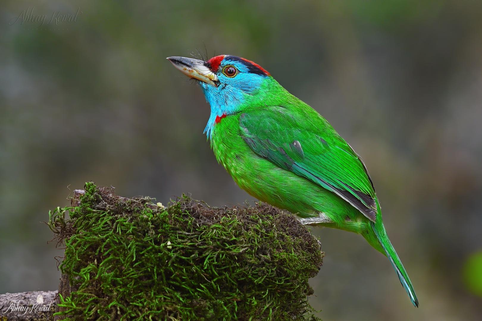 Blue-throated Barbet