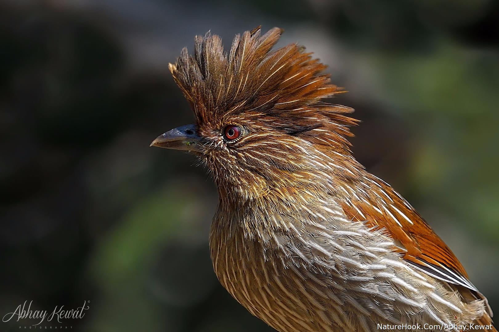 Striated Laughing Thrush