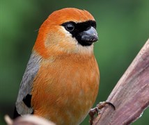 Red Headed Bullfinch