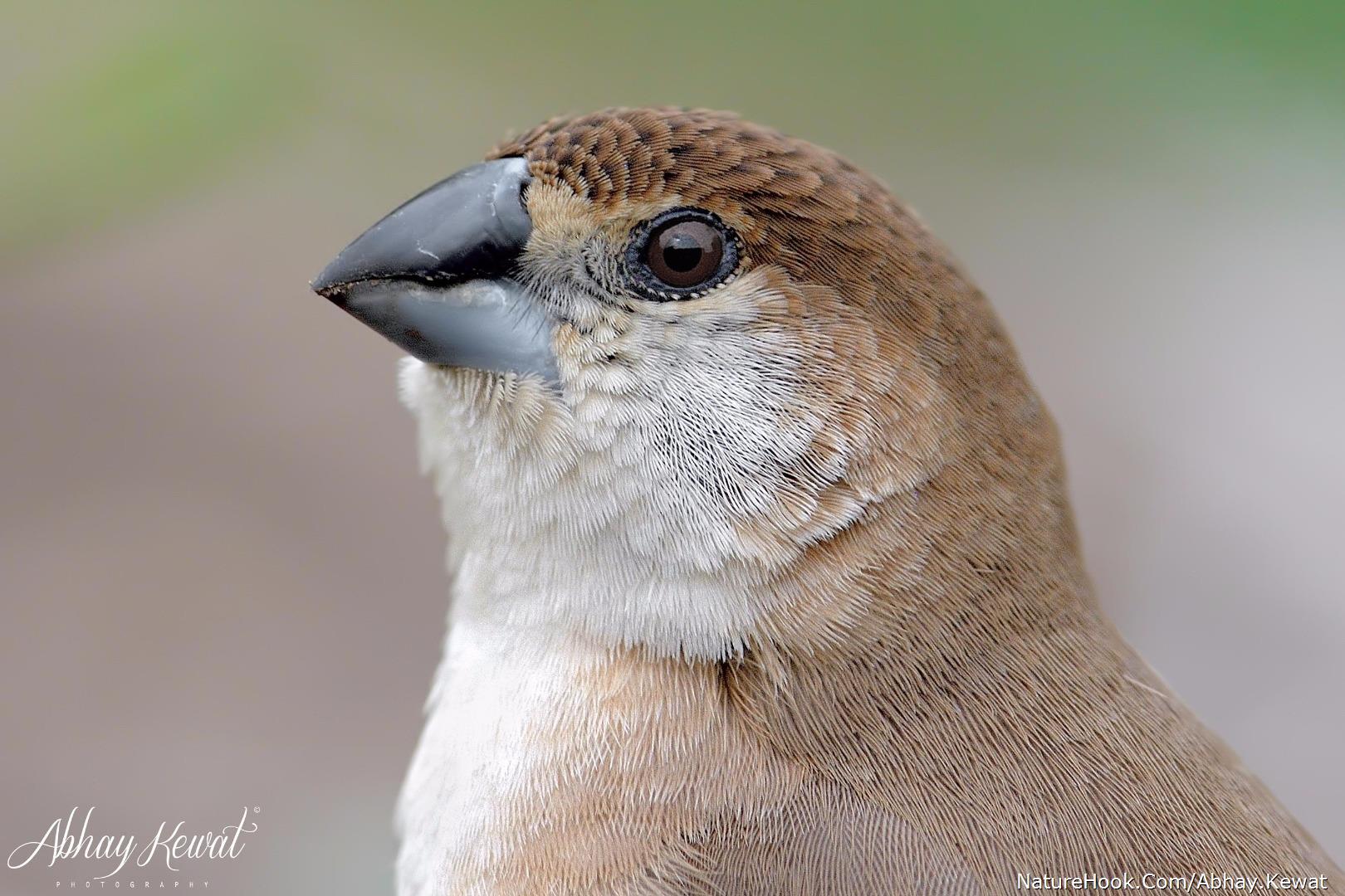 Indian Silverbill