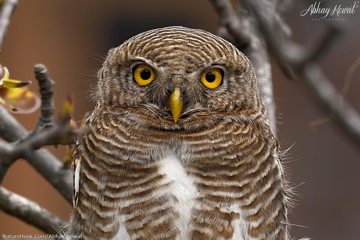 Asian Barred Owlet