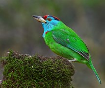 Blue-throated Barbet