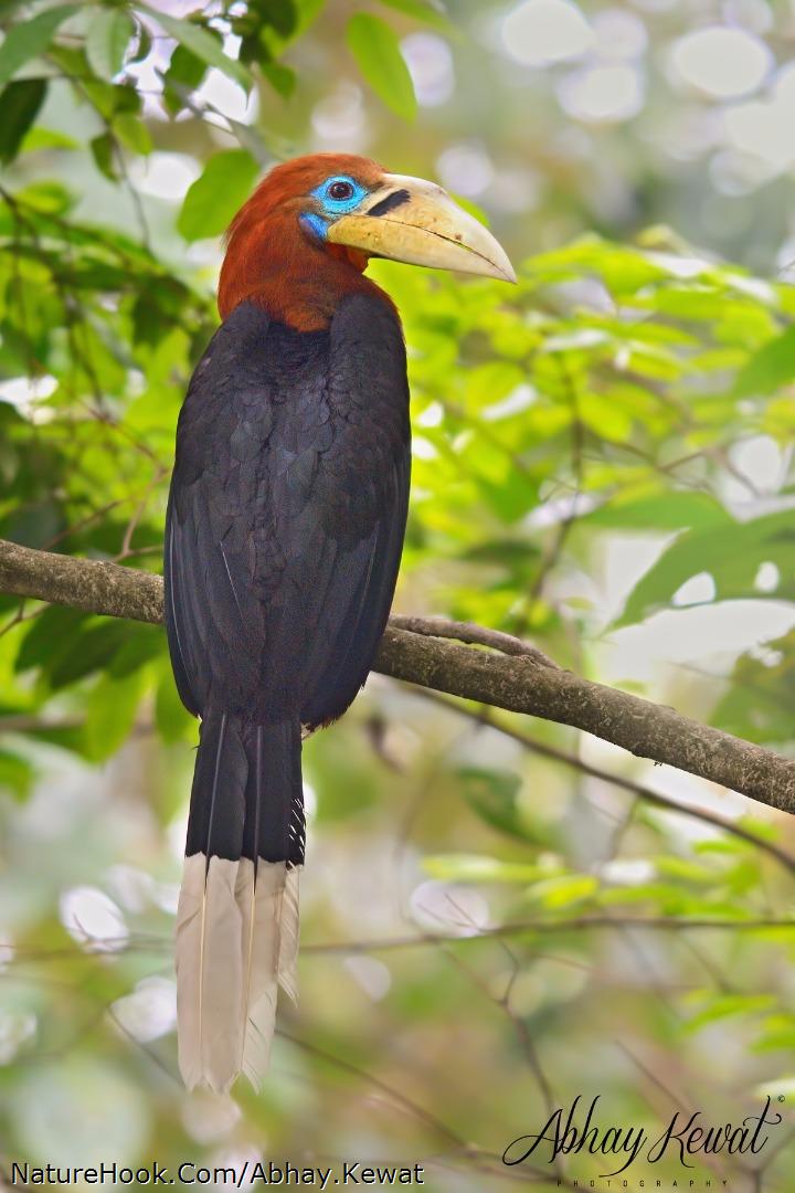 Rufous Necked Hornbill