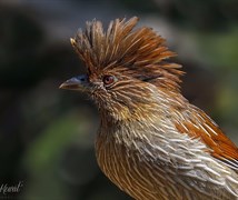 Striated Laughing Thrush