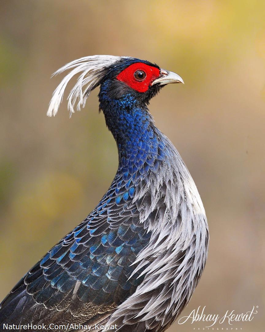 Khalij Pheasant