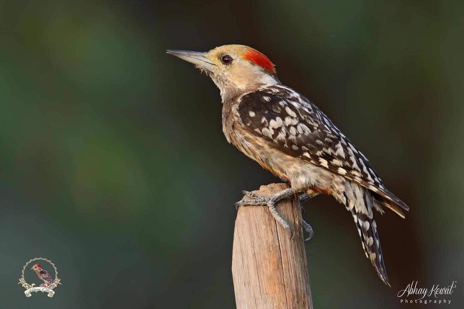Yellow Crowned Woodpecker