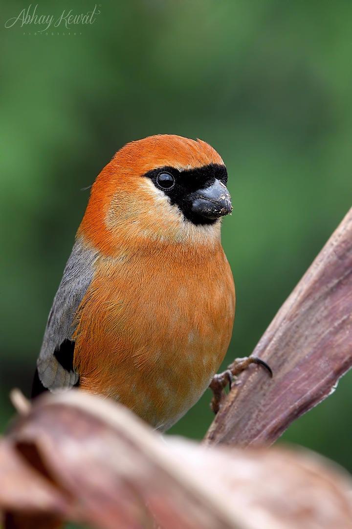 Red Headed Bullfinch