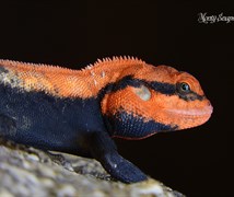 Peninsular Rock Agama (Psammop