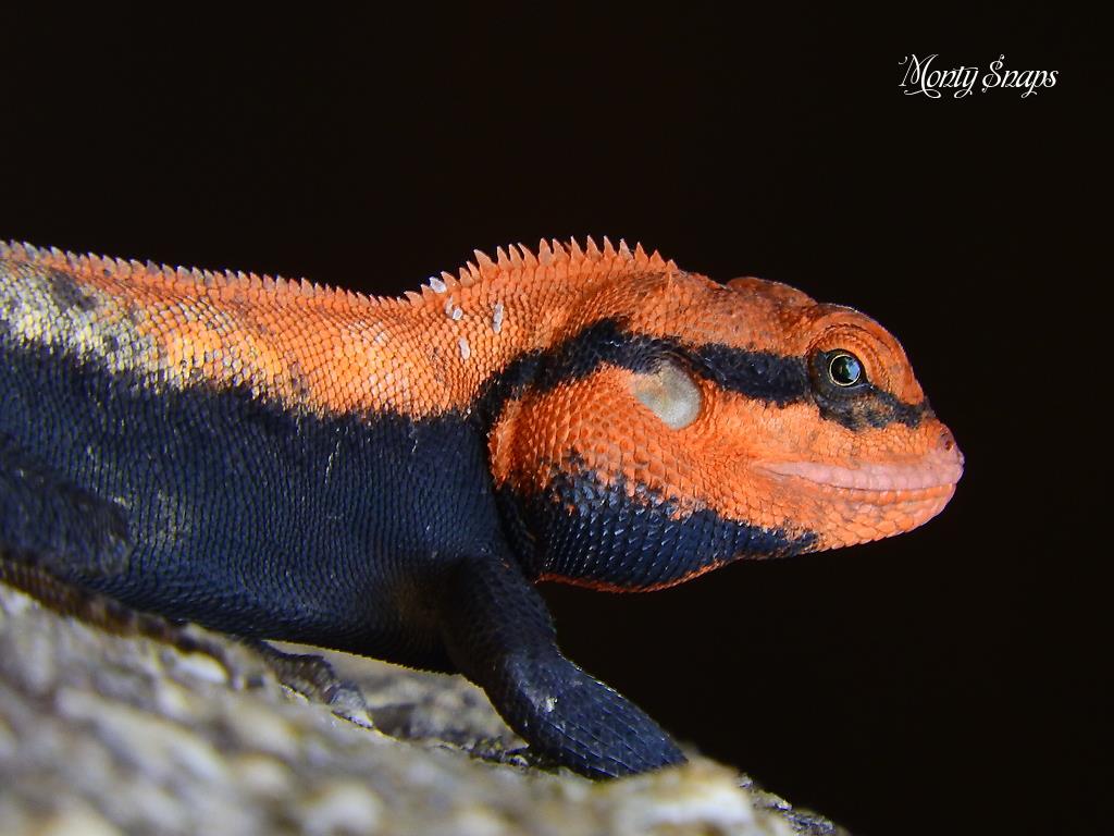 Peninsular Rock Agama (Psammop