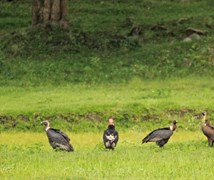 Indian Vulture