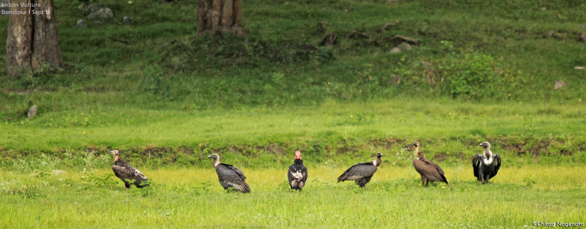 Indian Vulture