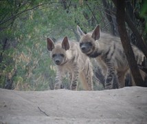 Hyena