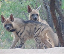 Hyena