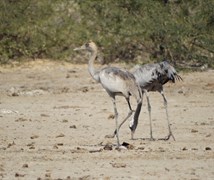 Common Crane