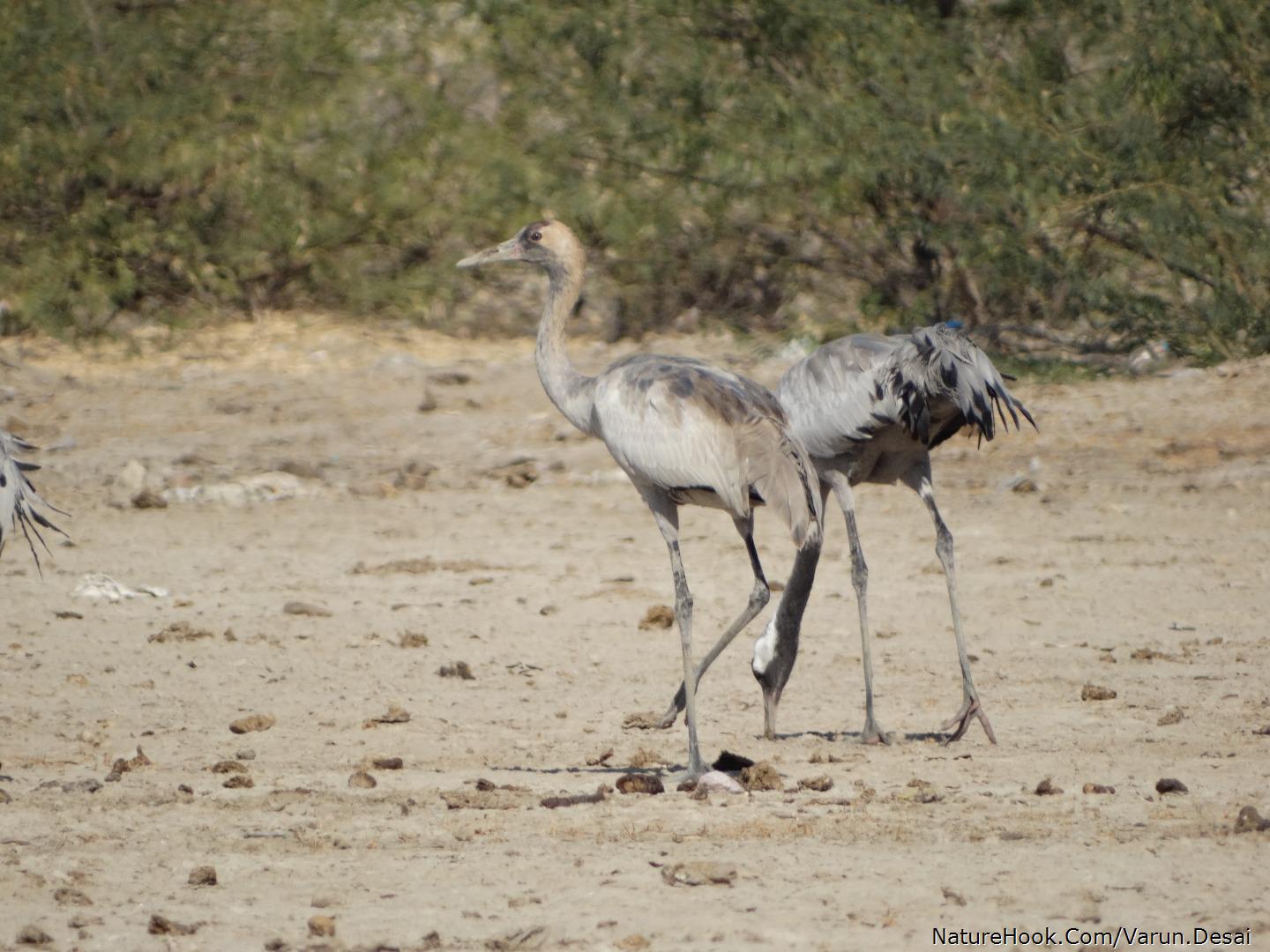 Common Crane