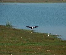 Grey Heron